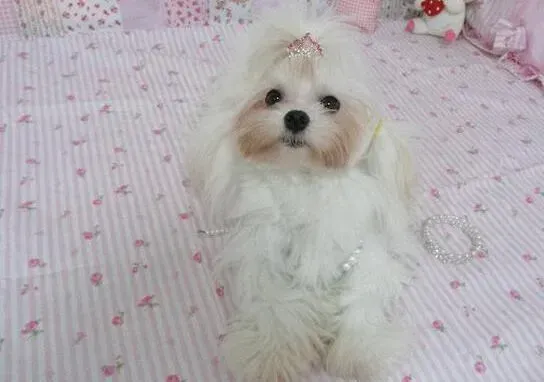 马尔济斯|健康新理念 马尔济斯犬患上犬瘟热的症状及防治方法