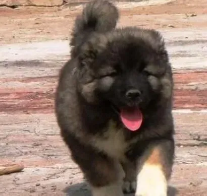 高加索犬|强身健体 如何给高加索犬补充营养