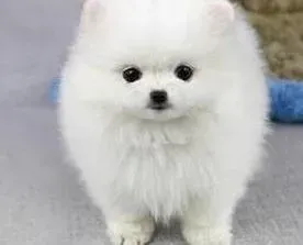 博美犬|博美犬嗜睡总哆嗦是什么问题