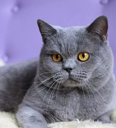 英国短毛猫的习性 没有太苛刻的要求 | 英国短毛猫