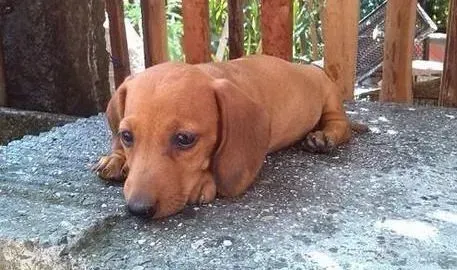 腊肠犬|怎样让腊肠犬的皮肤炎症彻底消失