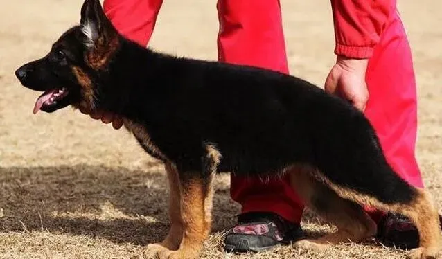 德国牧羊犬|三个月的德国牧羊犬可以洗澡吗 求解答