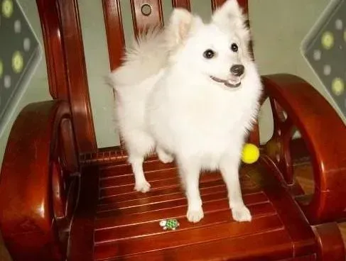 银狐犬|美容大百科 银狐犬梳理毛发的几大方法