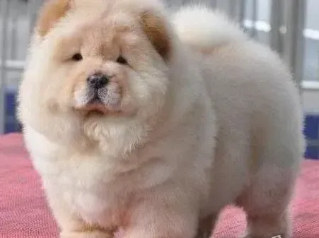 松狮犬|松狮犬拉稀吃什么药康复的快