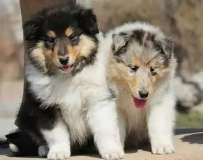 苏格兰牧羊犬|训练苏格兰牧羊犬幼犬时必要的口令有哪些