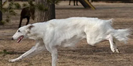 苏俄猎狼犬会咬孩子吗 对于孩子不是很有耐心 | 苏俄猎狼犬