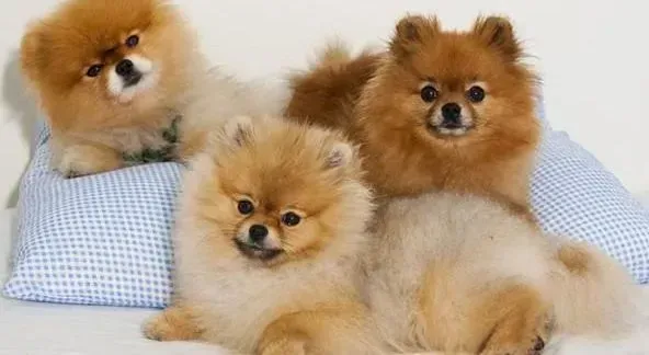 博美犬|不同季节饲养博美犬需要注意的事情