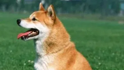 秋田犬的身高 成犬的身高在58到70厘米 | 秋田犬