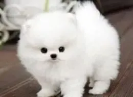 博美犬|用自制洗澡液给博美狗狗洗澡更安全