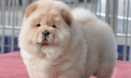 松狮犬|松狮犬做立耳手术的最佳时期