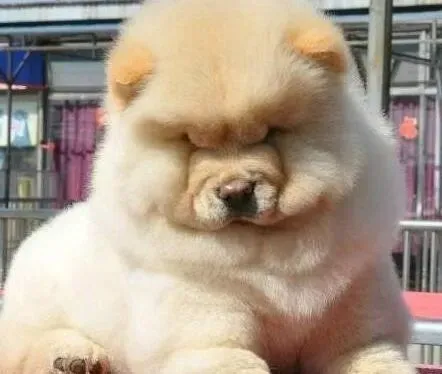 松狮犬|六个月的松狮犬出现O型腿怎么办