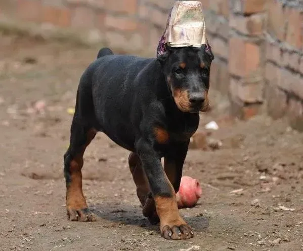 杜宾犬|最近杜宾犬总拉稀，吃什么药好