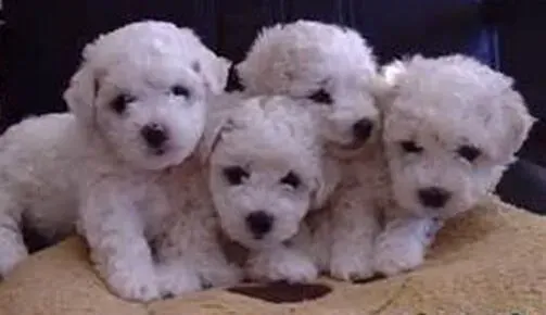比熊犬|比熊犬患上肠炎的原因及防治措施