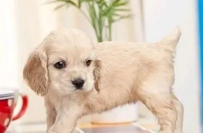 可卡犬|美国可卡犬的养护方法