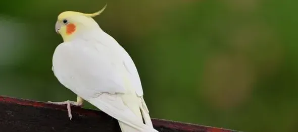 观赏鸟怎么训练 不惊场的训练方法 | 