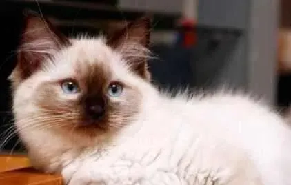 布偶猫用剪脚毛么 布偶猫剪脚毛有什么好处 | 布偶猫