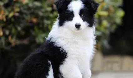 边境牧羊犬|边境牧羊犬肚子里出现虫子，需要驱虫吗