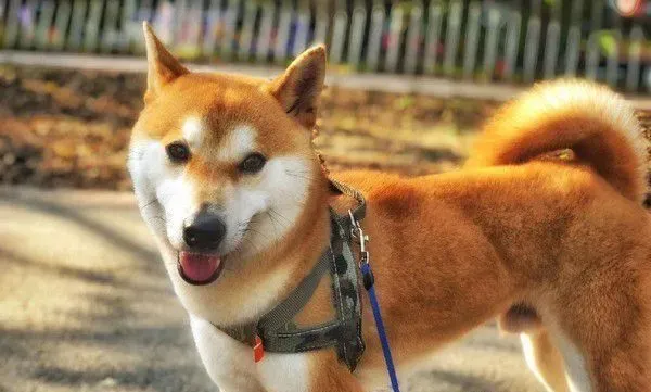 猫狗大战的前哨？ 啊柴严肃盯着桌上3只喵老大 | 狗