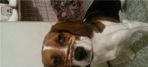 比格犬体味大吗 体味程度适中定期为狗刷牙 | 比格犬