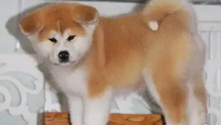 秋田犬|盘点秋田犬不可以吃的食物名单
