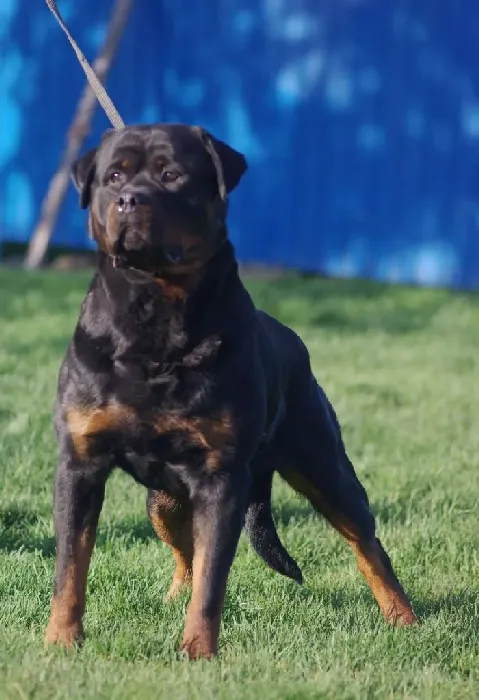 罗威纳犬|罗威纳犬走路一瘸一拐的是什么情况