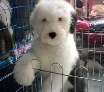 古代牧羊犬|生活常识 如何给古代牧羊犬补充钙质
