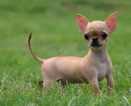 吉娃娃|最新育犬经 不同年龄的吉娃娃怎样喂养