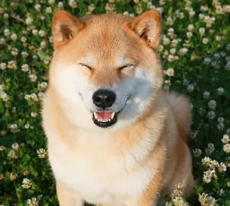 秋田犬的身高 成犬的身高在58到70厘米 | 秋田犬