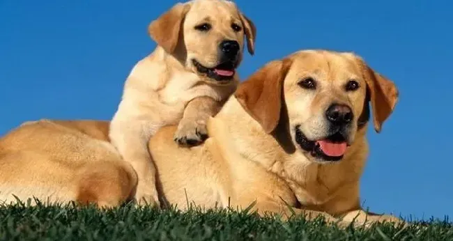 拉布拉多|四季饲养管理 不同时期应如何饲养拉布拉多犬