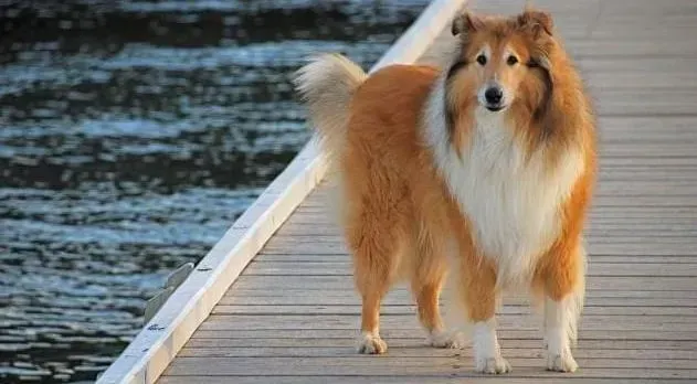 苏格兰牧羊犬|如何培养苏格兰牧羊犬对主人的依恋性