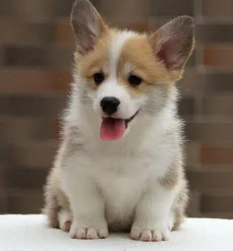 柯基犬|教你如何护理产后的母柯基犬与新生的幼犬