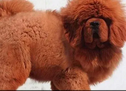藏獒|藏獒最近总拉肚子不知道是为什么