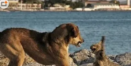 冰岛牧羊犬的养护常识 要定期给它洗澡 | 冰岛牧羊犬