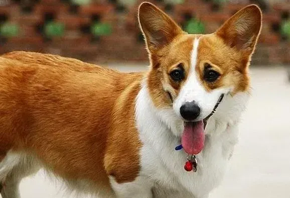 柯基犬|家庭医生告诉你如何自行给柯基犬检查身体
