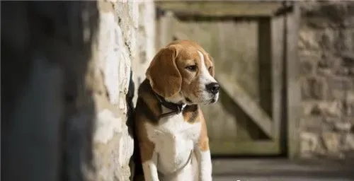 比格犬体味大吗 体味程度适中定期为狗刷牙 | 比格犬