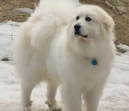 大白熊犬|护理一本通 教你科学护理大白熊犬的被毛