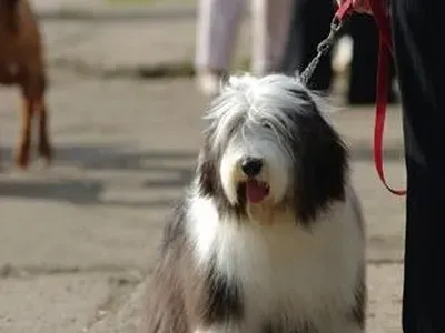 古代长须牧羊犬的喂食要点 注意皮肤问题 | 古代长须牧羊犬