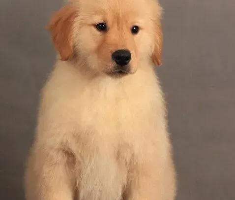 金毛|金毛犬最近不爱吃饭有人知道是什么原因吗