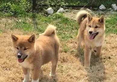 柴犬狗粮怎么喂养 喂养柴犬时需要注意哪些 | 柴犬