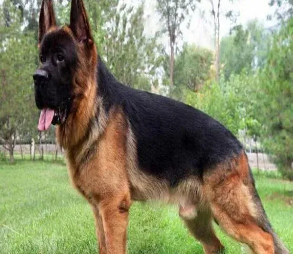 德国牧羊犬|怎样给德国牧羊犬的毛发清洁干净和刮细毛