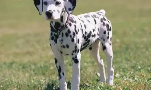 斑点狗|斑点狗专用杀菌枪的五大优点