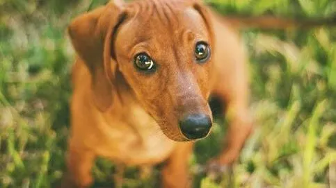 腊肠犬|饲养腊肠犬要注意腊肠犬骨刺疾病