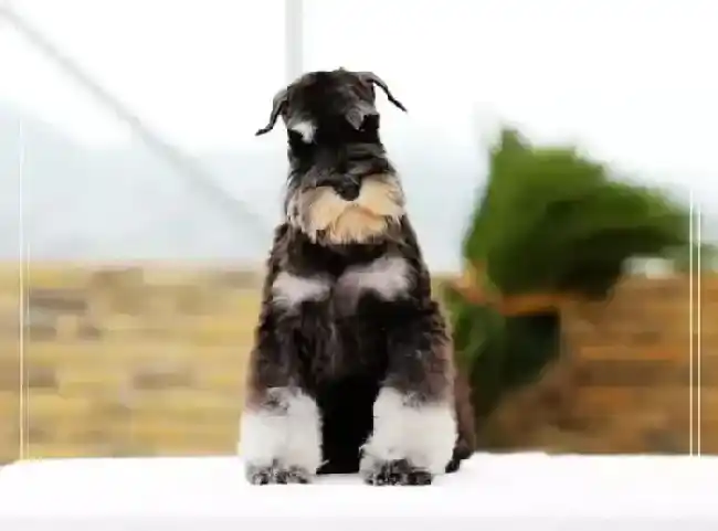 雪纳瑞|雪纳瑞可以吃莲藕吗 求解答