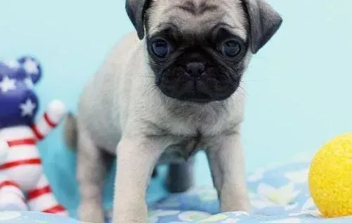 巴哥犬|巴哥犬最近发烧，没精神是生病了吗