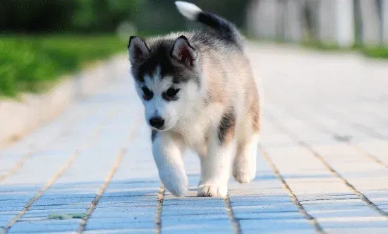哈士奇|哈士奇这几天精神不振，不吃饭如何是好