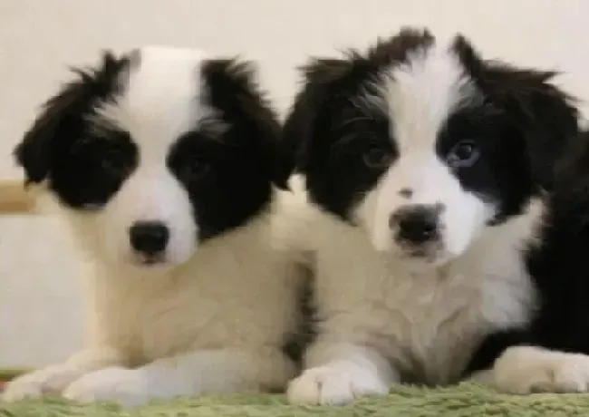 边境牧羊犬|边境牧羊犬掉毛很严重怎么办