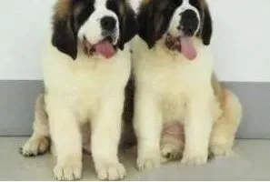 圣伯纳犬|圣伯纳犬咳嗽的主要原因有哪些