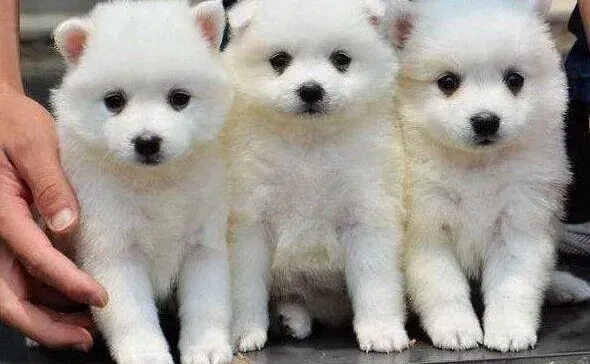 银狐犬|训练银狐犬大小便要注意的细节问题