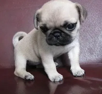 巴哥犬|两个多月的巴哥犬吃点吐点没事吧