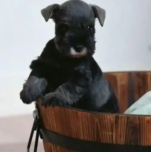 雪纳瑞|养好雪纳瑞必备的五种药品分析